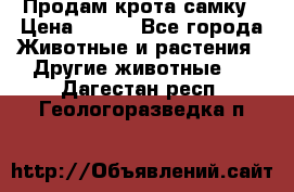 Продам крота самку › Цена ­ 200 - Все города Животные и растения » Другие животные   . Дагестан респ.,Геологоразведка п.